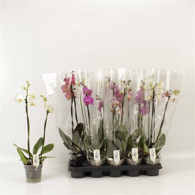 <h4>PHAL GEM</h4>