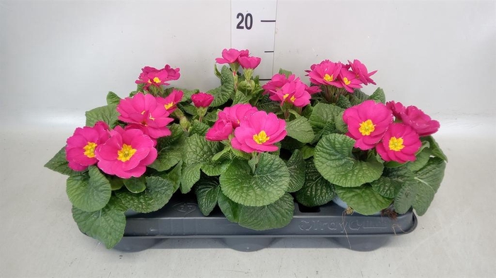 <h4>Primula ac.   ...</h4>