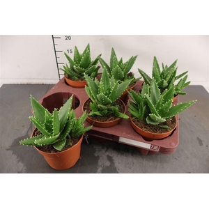 Aloe 12 Cm. P. Mitriformis