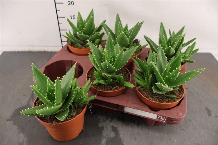 <h4>Aloe 12 Cm. P. Mitriformis</h4>