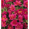 Alstroemeria Inca Collection (gemengd)