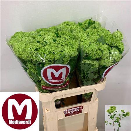 <h4>Viburnum Roseum St</h4>