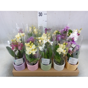Phalaenopsis   ...mini