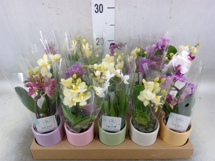 <h4>Phalaenopsis   ...mini</h4>