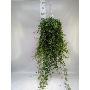 Hedera helix 'Anna'