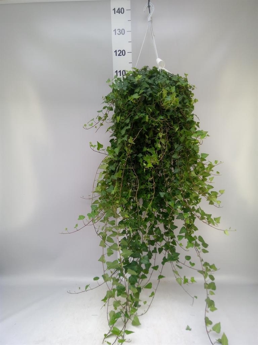 <h4>Hedera helix 'Anna'</h4>