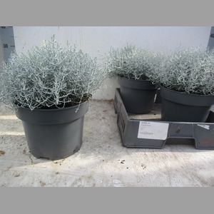 LEUCOPH BROWNII