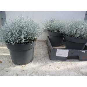 LEUCOPH BROWNII