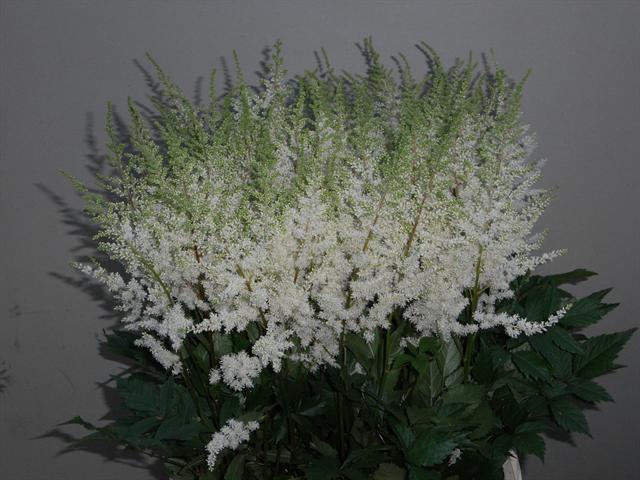 <h4>ASTIL AR DIAMANT</h4>