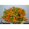 ASCL TUBEROSA