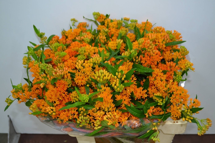 ASCL TUBEROSA
