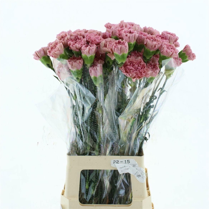 <h4>DI ST LEGE PINK</h4>