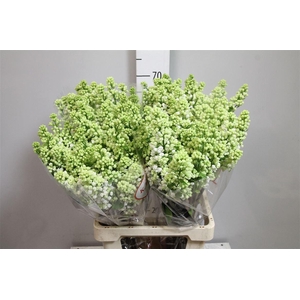 Syr V Mme Fl Stepman 4 Kop