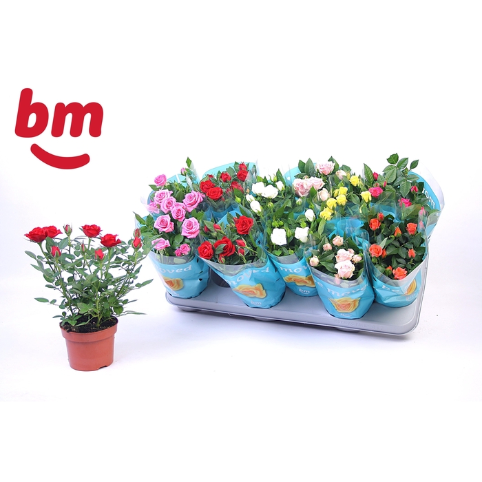<h4>RO B MONDE GEM 7 SRT</h4>