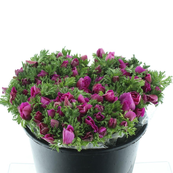 <h4>Anem Mistral Sr Cerise Extra</h4>