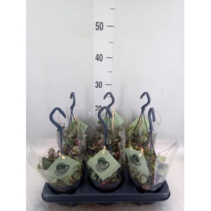 Ceropegia woodii ssp. woodii