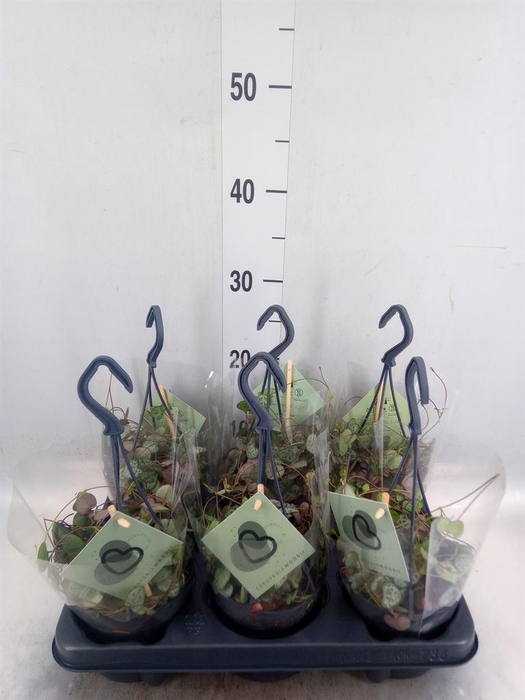 <h4>Ceropegia woodii ssp. woodii</h4>