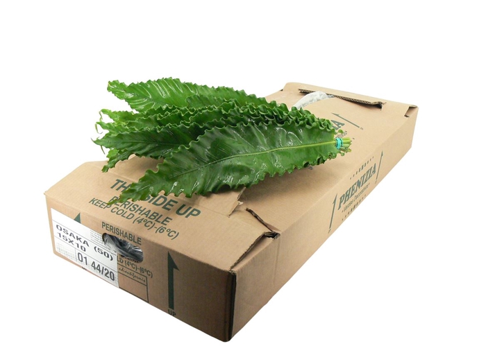 <h4>Osaka 70cm</h4>