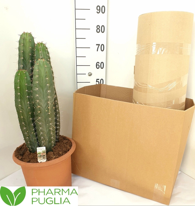 <h4>PACHYCEREUS PRINGLEI</h4>