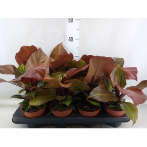 Philodendron  'Sunlight'