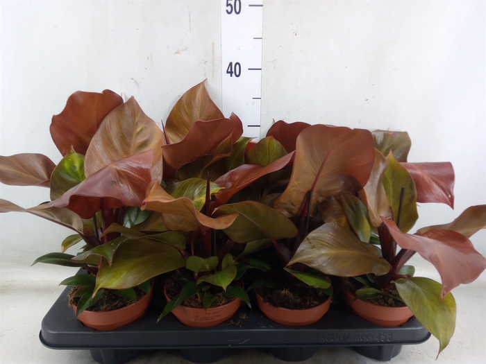 <h4>Philodendron  'Sunlight'</h4>