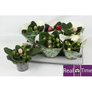 Sinningia Sonata gemengd