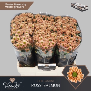 Chr S Rossi Salmon