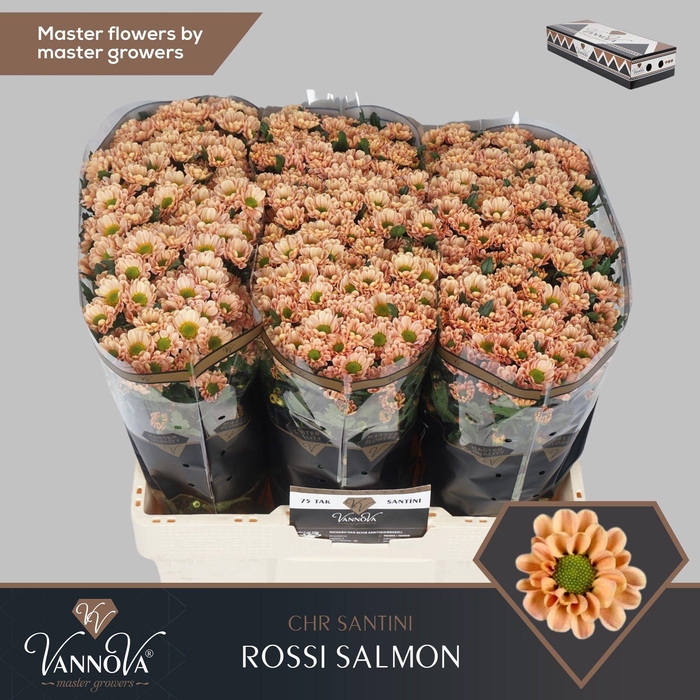 <h4>Chr S Rossi Salmon</h4>
