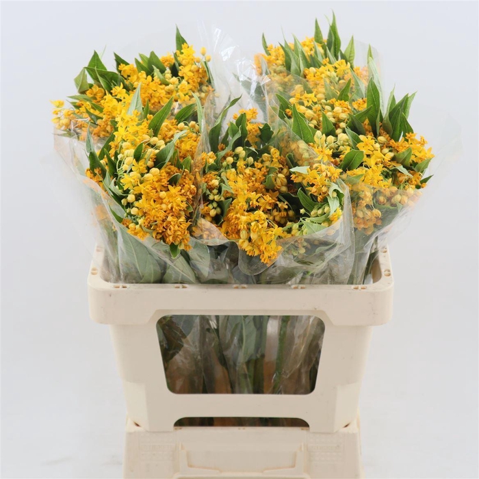 <h4>Asclepias Curassavica 'silky Gold'</h4>