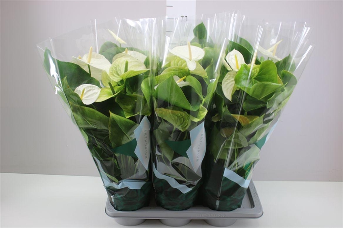 <h4>Anth An Samora</h4>