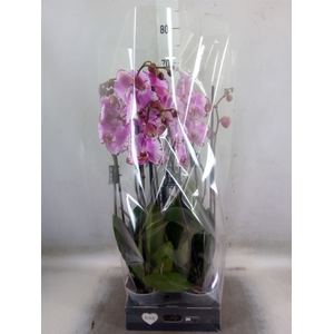 Phalaenopsis   ...rose