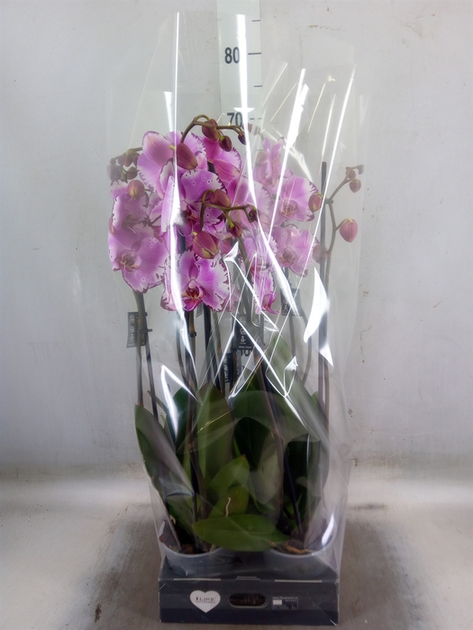 <h4>Phalaenopsis   ...rose</h4>