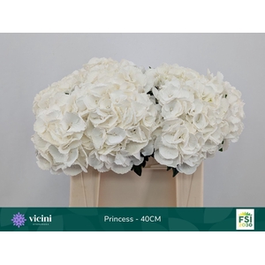 Hydrangea  'Royal Princes'