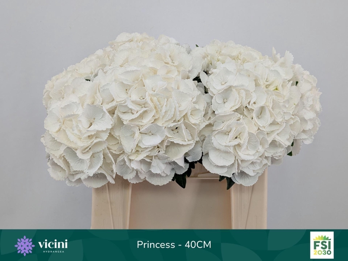 <h4>Hydrangea  'Royal Princes'</h4>