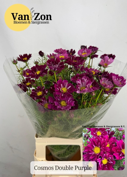<h4>COSMOS BIPINNATUS</h4>