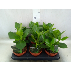 Clusia rosea 'Princess'