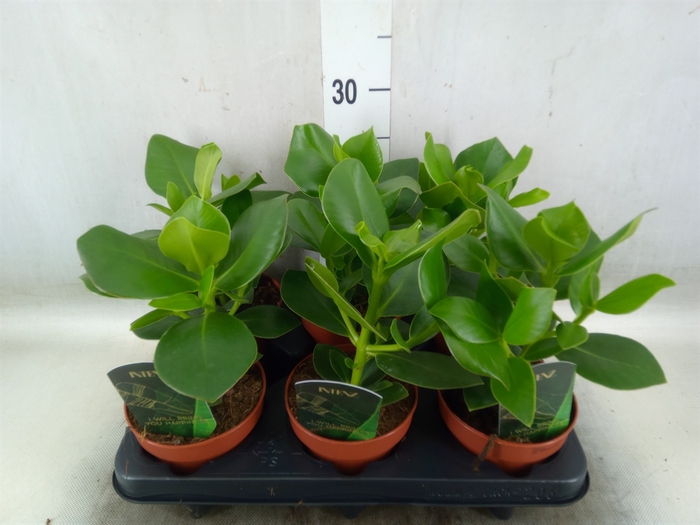 <h4>Clusia rosea 'Princess'</h4>