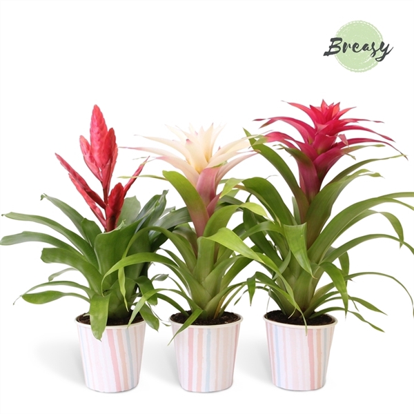 <h4>Bromelia Sweet - 13cm in Lille | Mimesis</h4>