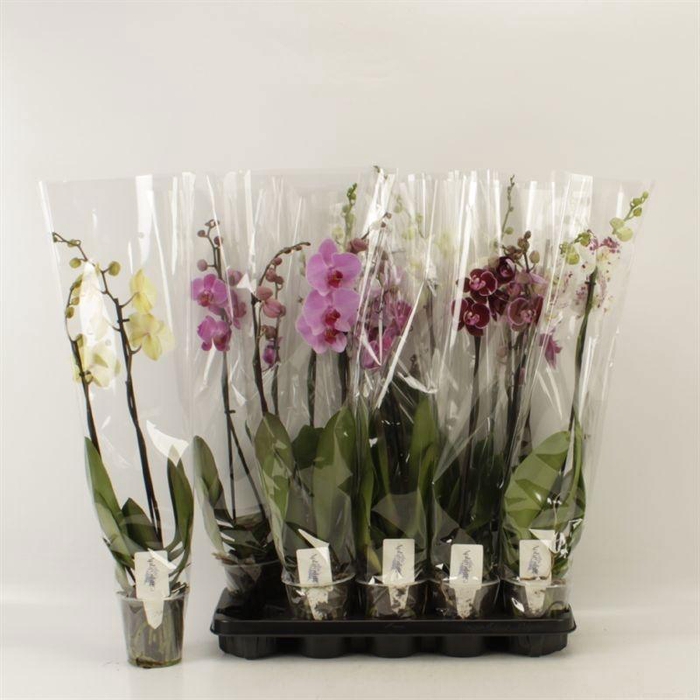 <h4>PHAL GEM 6 KL</h4>