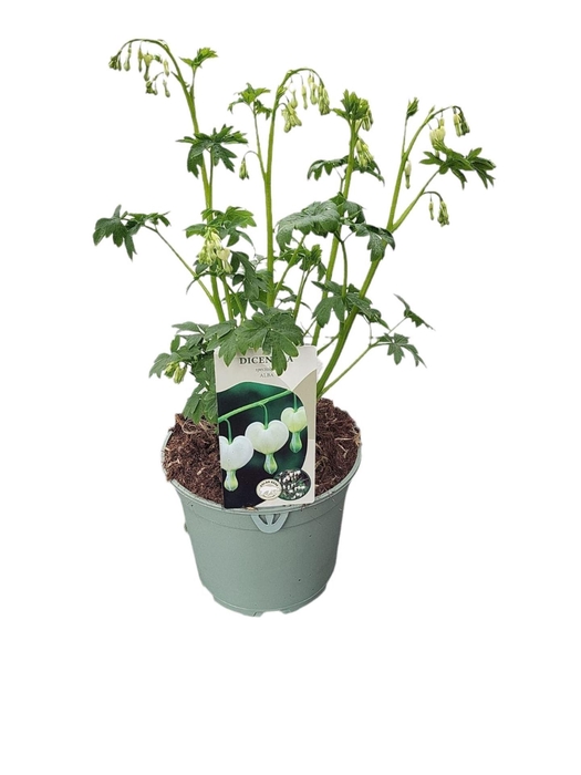 Dicentra spectabilis Alba