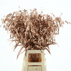 Chasmantium Klb Koper