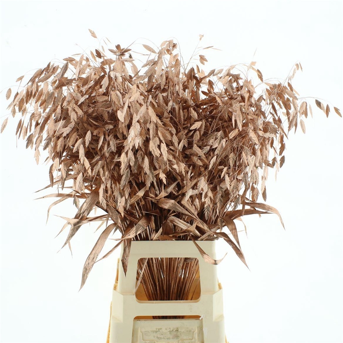 <h4>Chasmantium Klb Koper</h4>