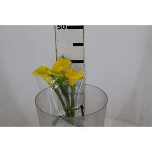 CALLA YELLOWEEN 040 CM