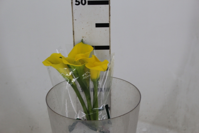 <h4>CALLA YELLOWEEN 040 CM</h4>
