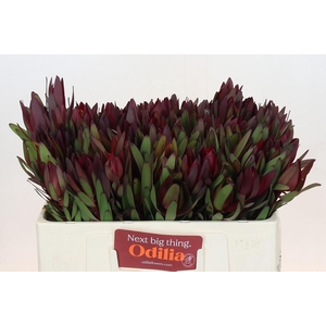 Leucadendron Saf Sunset Dark R.