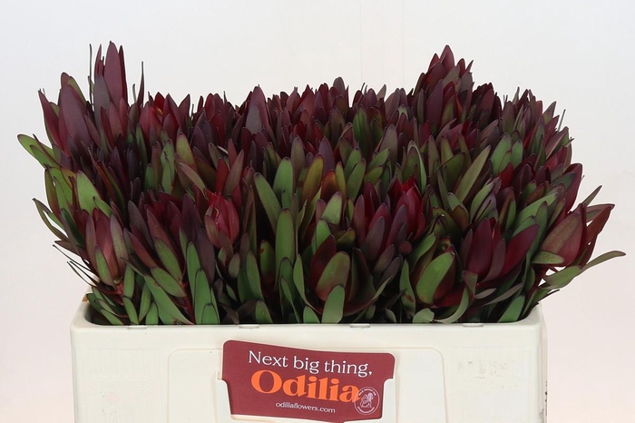 <h4>Leucadendron Saf Sunset Dark R.</h4>