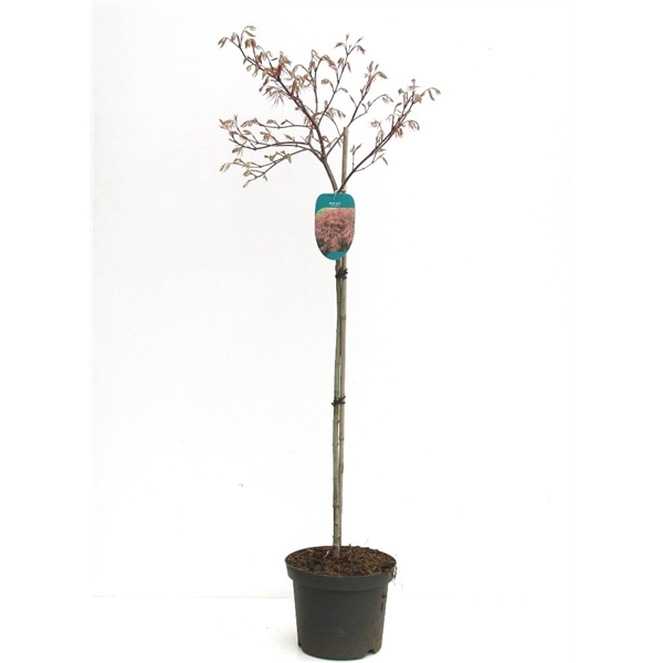 <h4>Acer palmatum 'Garnet' Stam P26 Full CC</h4>