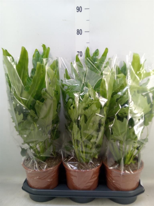 <h4>Philodendron ...</h4>