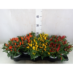 Capsicum annuum 'Favorit'   ...mix