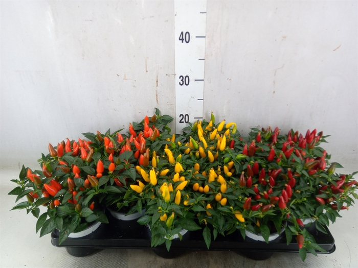<h4>Capsicum annuum 'Favorit'   ...mix</h4>